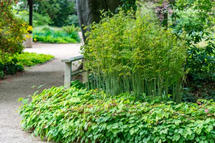 Elfenblumen vor sich entfaltendem Königsfarn (Osmunda regalis) Elfenblumen vor sich entfaltendem Königsfarn (Osmunda regalis)
