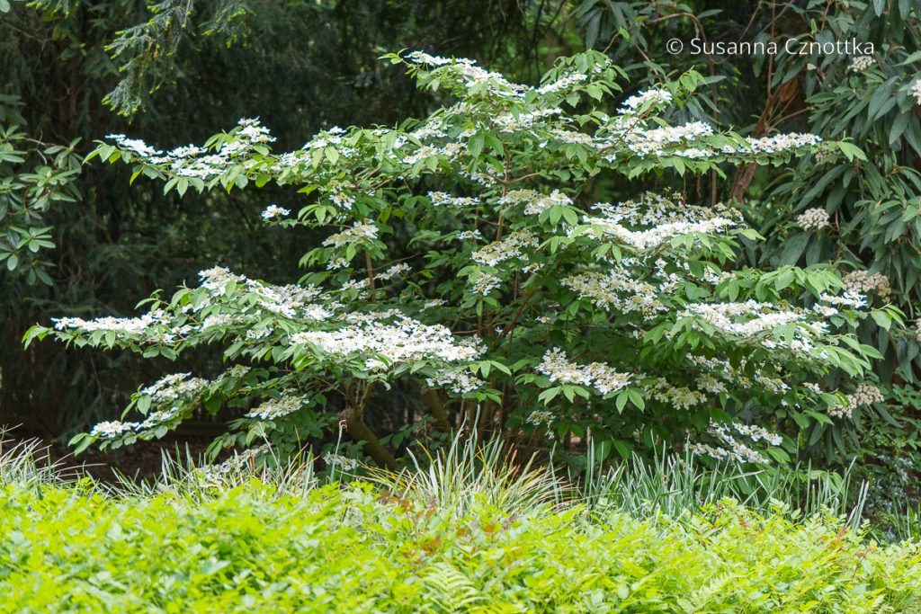 Pflanzenformen in der Gartengestaltung: das waagerechte Astmuster des Japanischen Schneeballs (Viburnum plicatum) 'Mariesii'