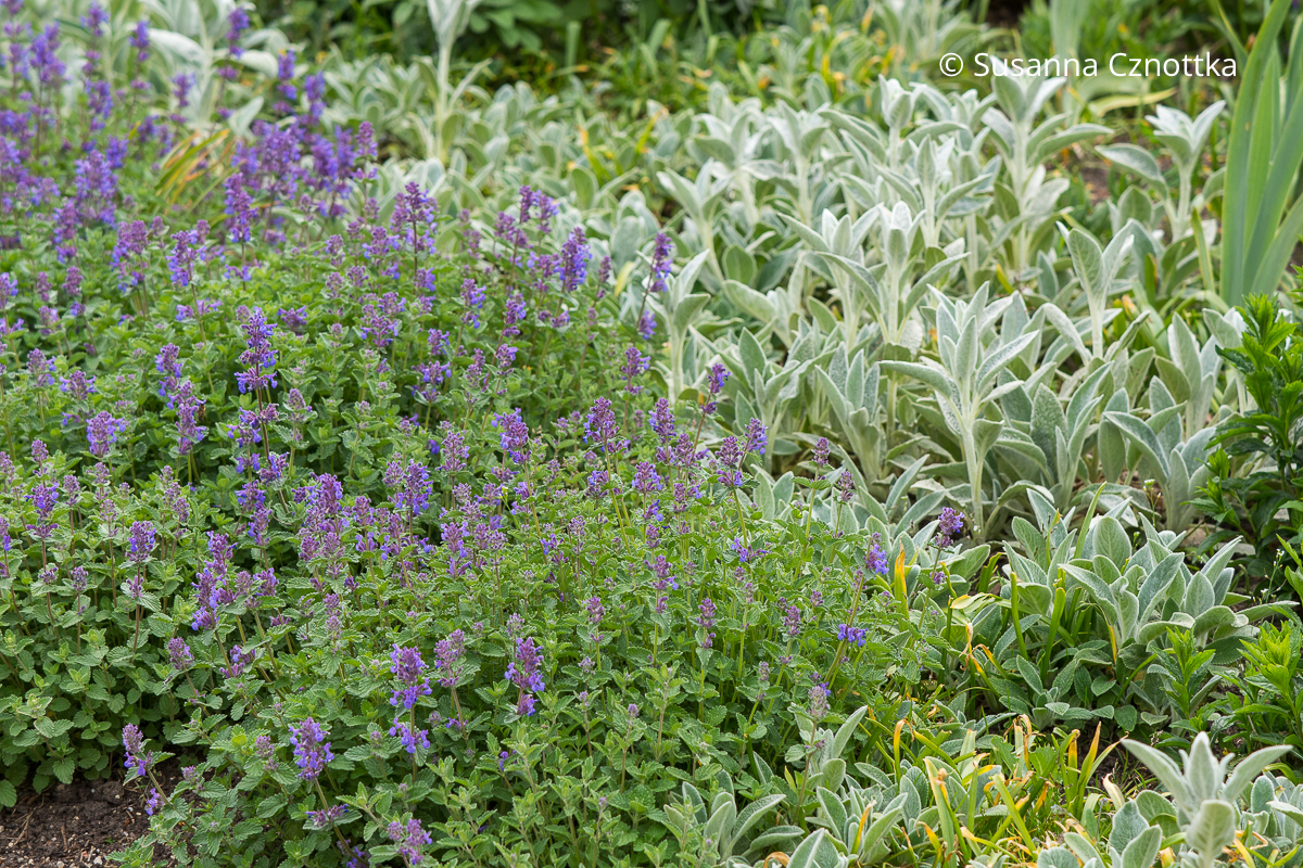 Woll-Ziest (Stachys byzantina) und Katzenminze (Nepeta) Woll-Ziest (Stachys byzantina) und Katzenminze (Nepeta)