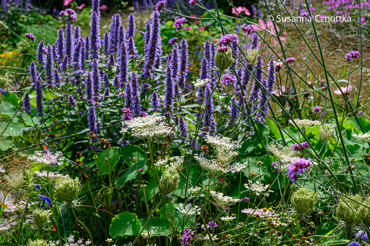 Stauden für heiße Sommer: Wilde Möhre (Daucus carota) mit Duftnessel (Agastache) 'Blue Fortune' und Argentinischem Eisenkraut (Verbena bonariensis) Wilde Möhre (Daucus carota) mit Duftnessel (Agastache) 'Blue Fortune' und Argentinischem Eisenkraut (Verbena bonariensis)
