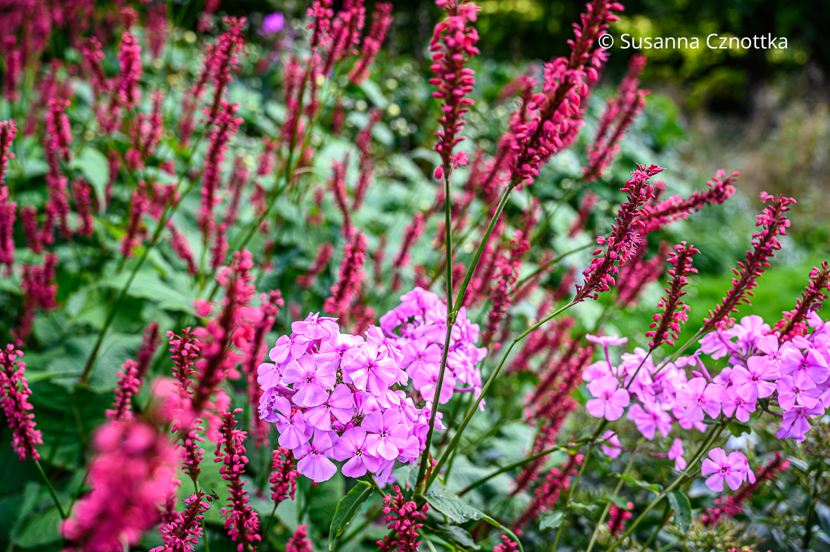 Hell-Dunkel-Kontrast: Kerzen-Knöterich (Persicaria amplexicaulis) und pinker Sommer-Phlox (Phlox paniculata) Hell-Dunkel-Kontrast: Kerzen-Knöterich (Persicaria amplexicaulis) und pinker Sommer-Phlox (Phlox paniculata)