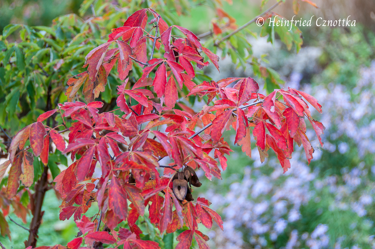 Das Herbstlaub des Zimtahorns (Acer griseum)