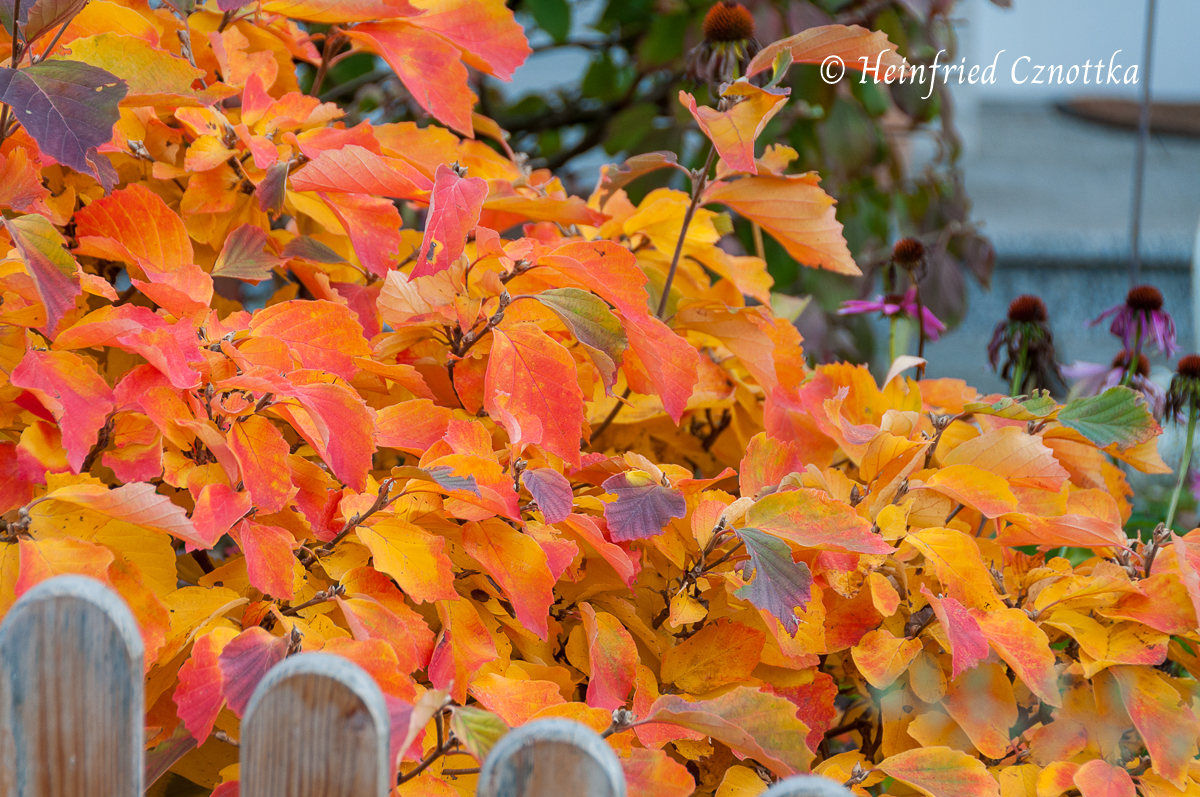 Die Herbstfärbung des Hohen Federbuschstrauches (Fothergilla major) an einem sonnigen Standort