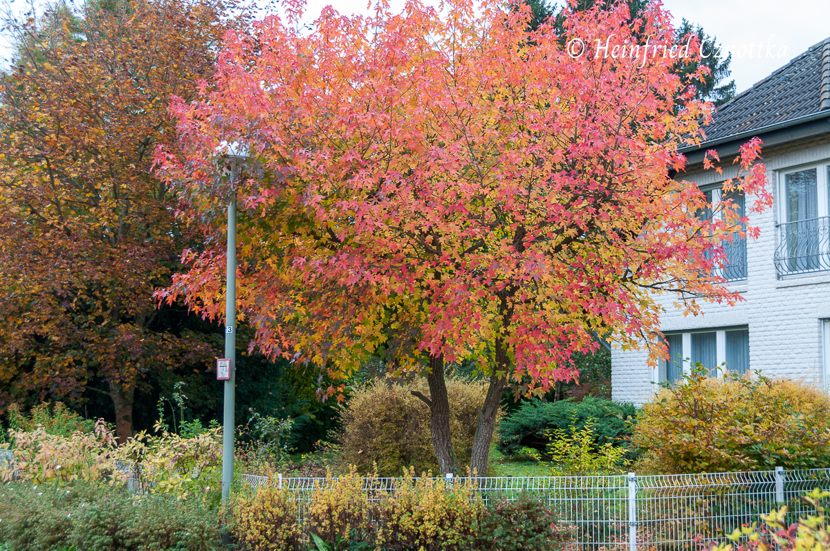 Ein Amberbaum (Liquidambar styraciflua) im Herbstkleid