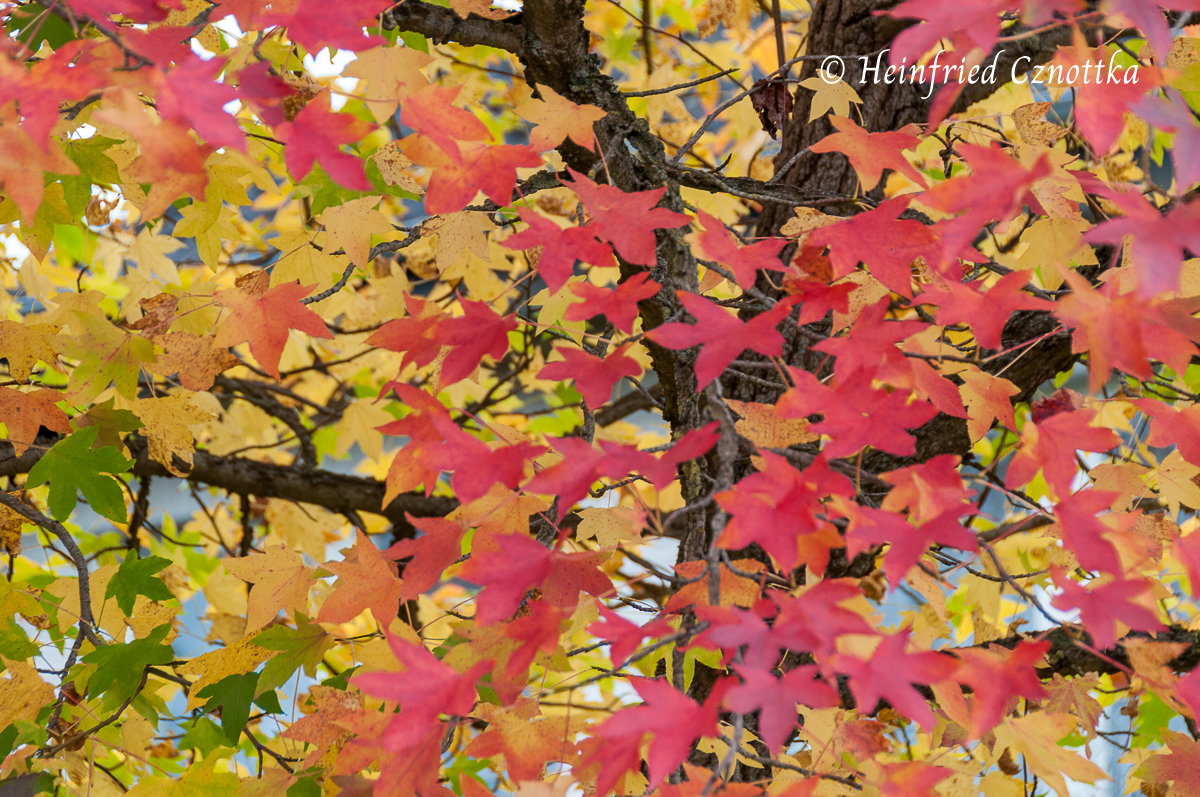 Herbstfärbung des Amberbaums (Liquidambar styraciflua) 