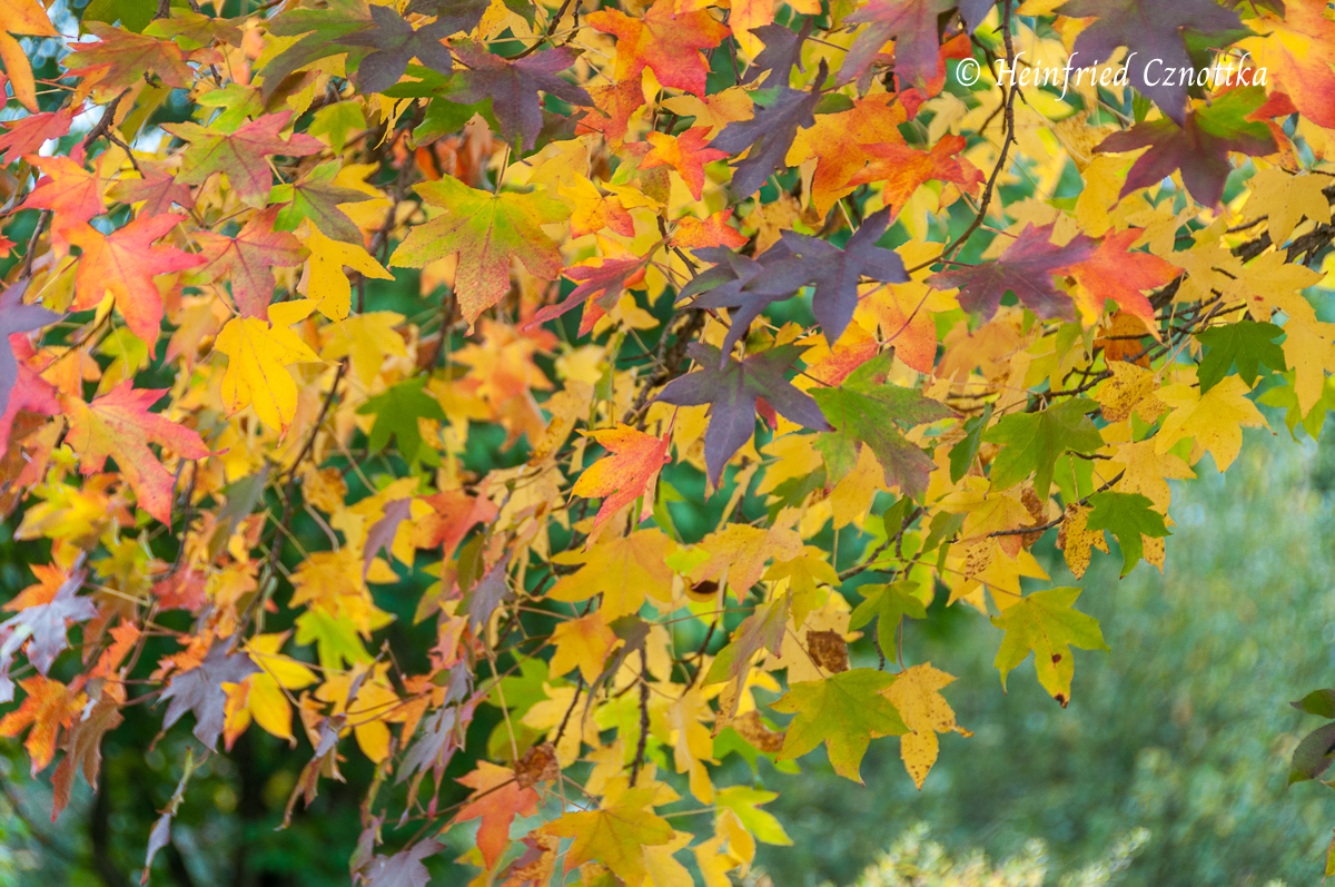 Gestalten mit gelben Blättern: Amberbaum (Liquidambar styraciflua)