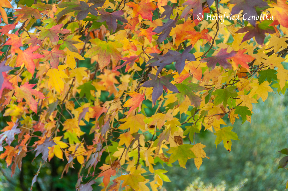 Herbstfärbung des Amberbaums (Liquidambar styraciflua) 