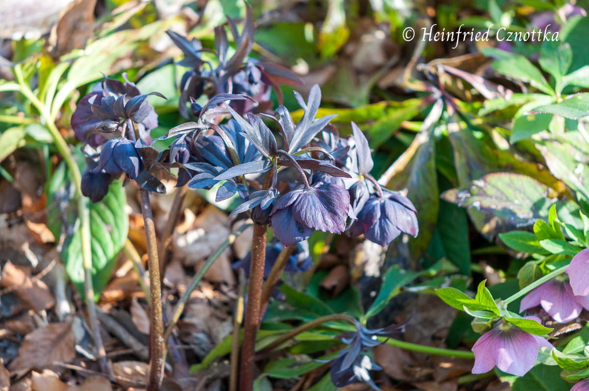 Die Lenzrose 'Blue Metallic' hat schwarzrote Blüten