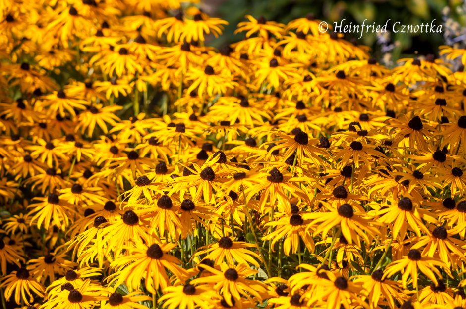 Gelben Sonnenhut (Rudbeckia fulgida pflanzen und kombinieren