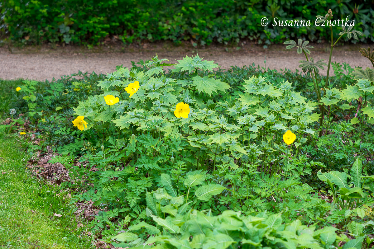 Wachsglocke mit dem gelben Wald-Scheinmohn (Meconopsis cambrica)