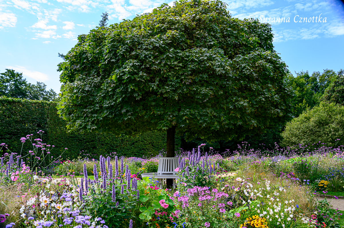 Baumbank unter einem Kugelahorn (Acer 'Globosum') mit Blumenbeeten
