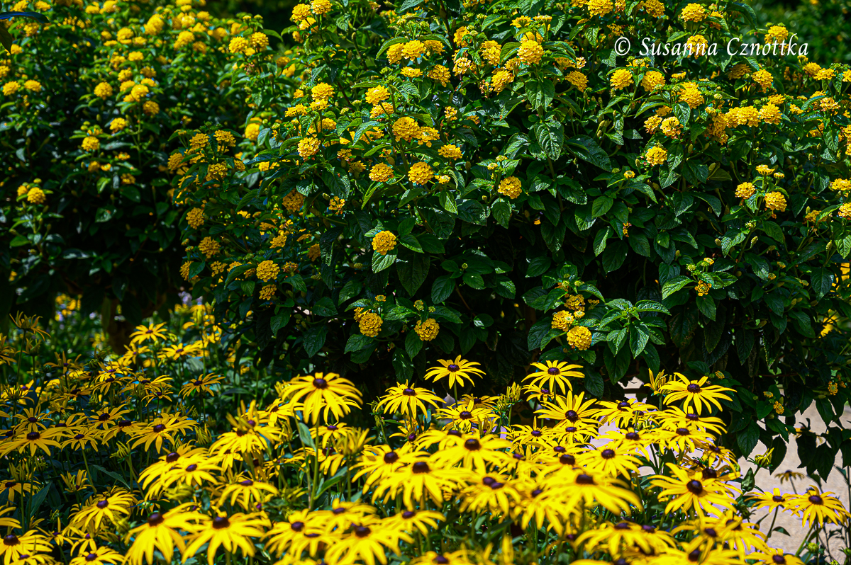 Wandelröschen (Lantana)  und Gelber Sonnenhut (Rudbeckia fulgida)