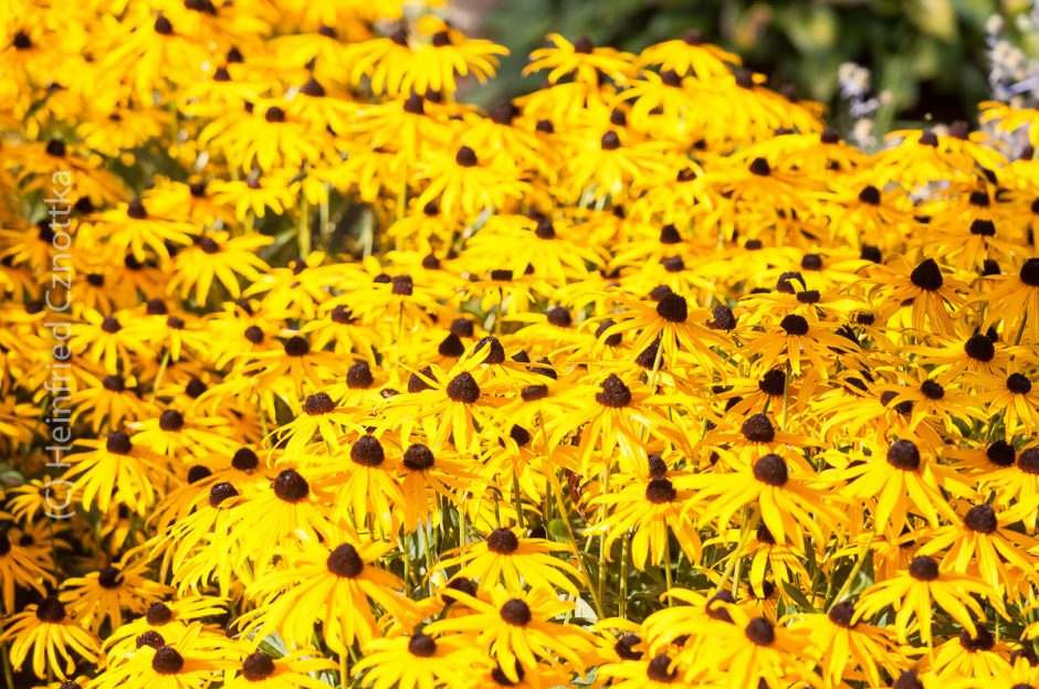 Gelben Sonnenhut (Rudbeckia fulgida pflanzen und kombinieren