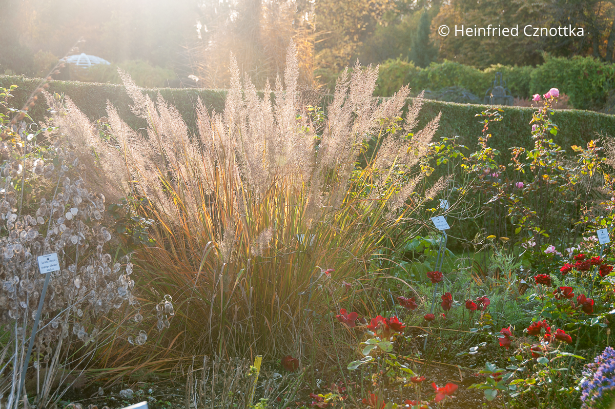 Zauberhaft: Diamantgras (Calamagrostis brachytricha) im Gegenlicht