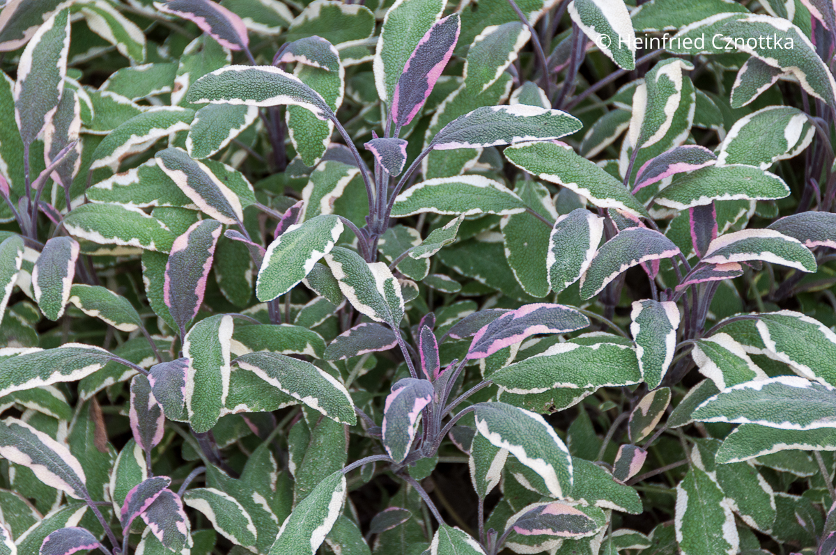 Mehrfarbige Blätter: Gewürzsalbei (Salvia officinalis) 'Tricolor' Mehrfarbige Blätter: Gewürzsalbei (Salvia officinalis) 'Tricolor'