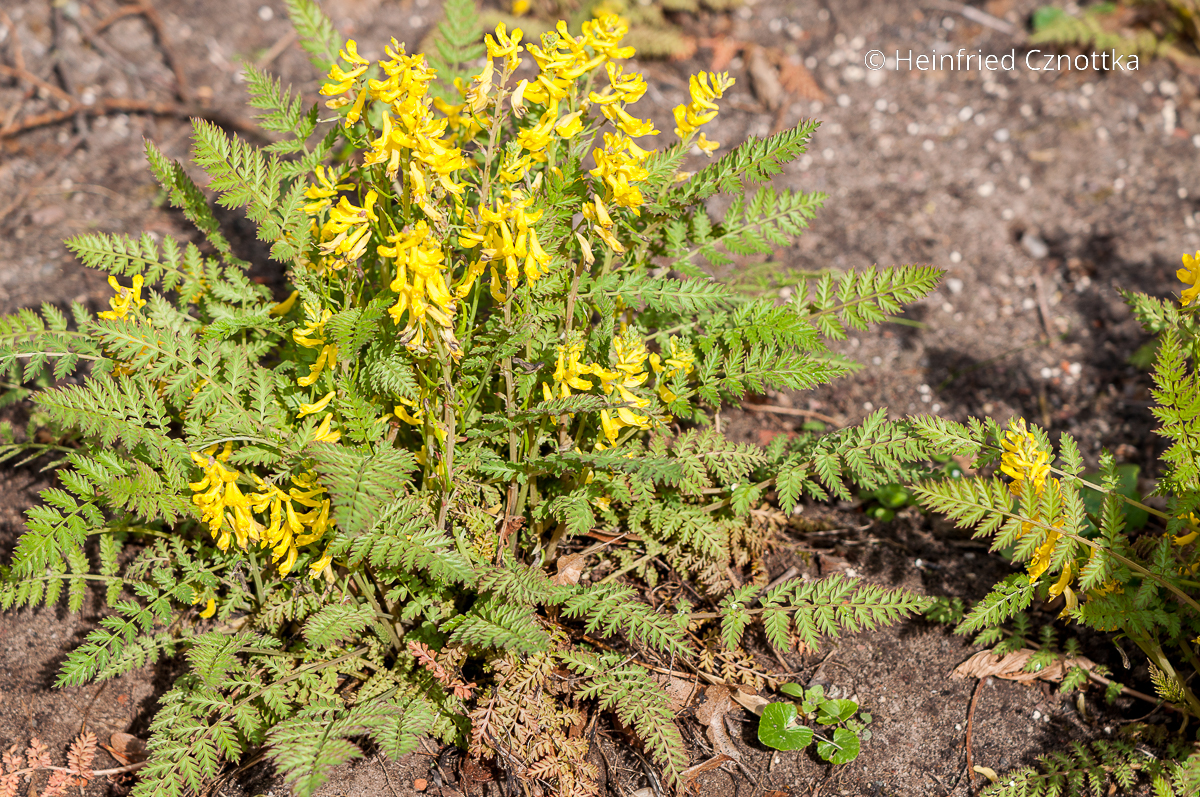 Immergrüner Lerchensporn: der Farnblättrige Lerchensporn (Corydalis cheilanthifolia) mit gelben Blüten