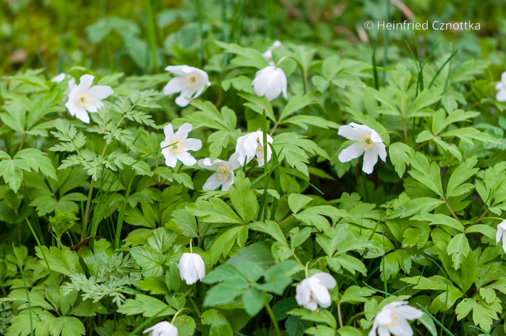 Buschwindröschen, Strahlen-Anemone und Co.: zauberhafte Anemonen im ...