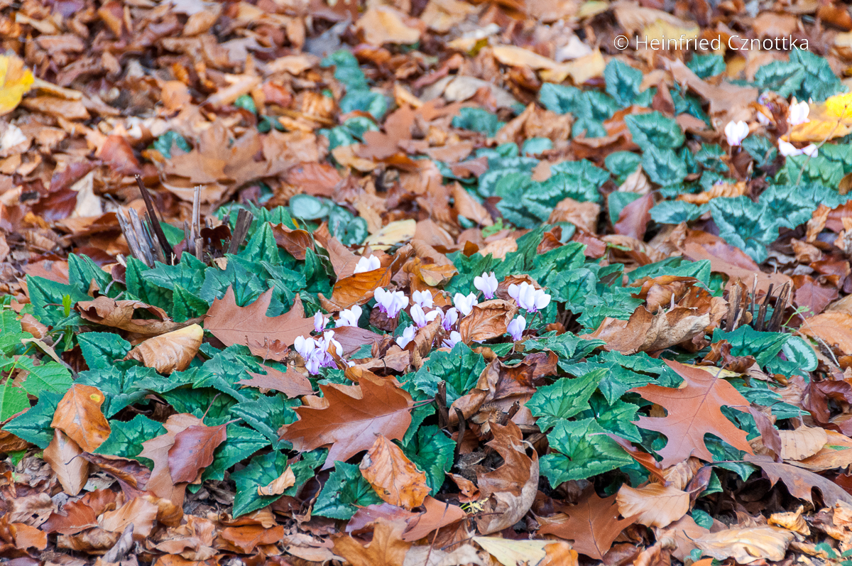 Blüten und Blätter des Efeublättrigen Alpenveilchens