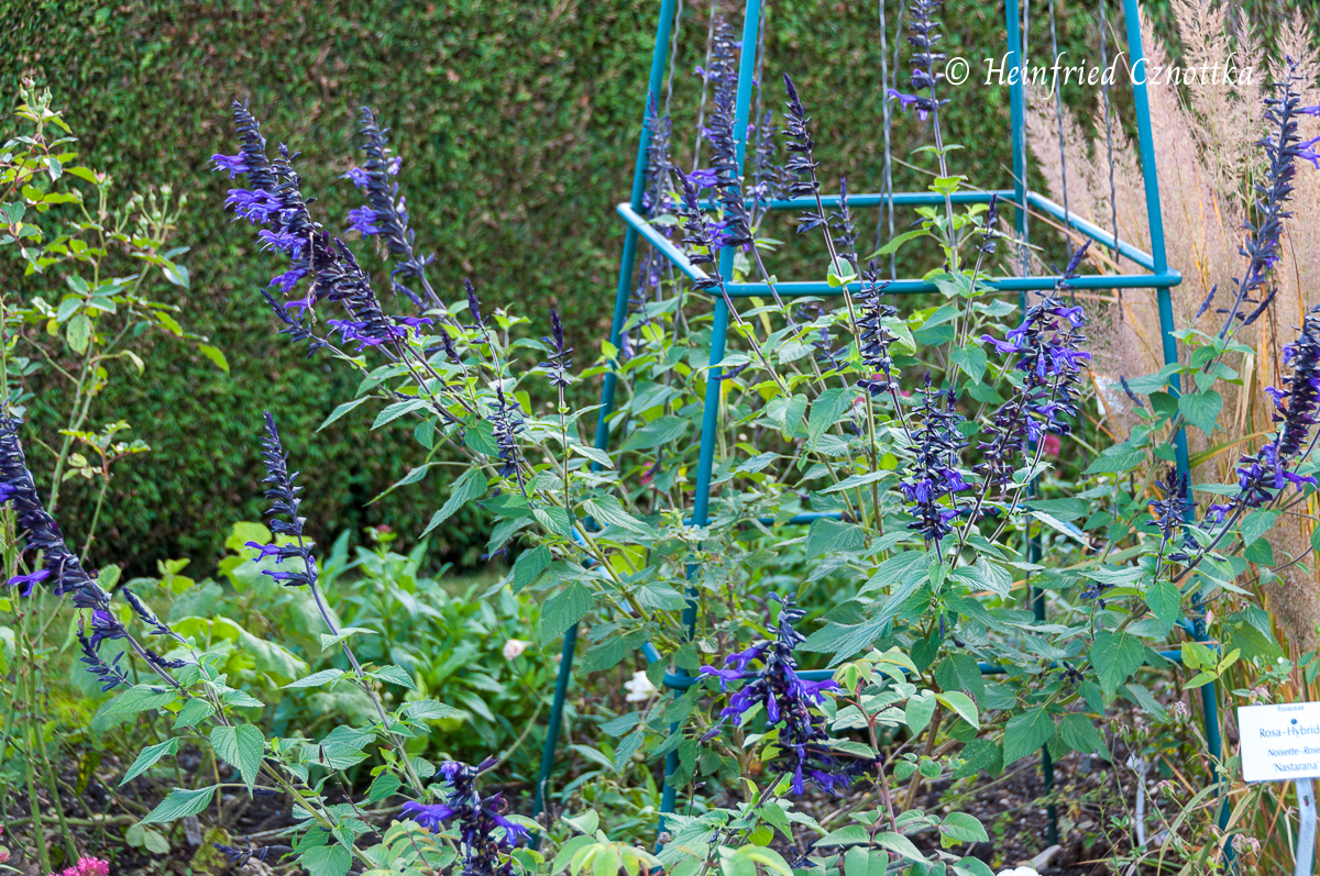 Farbe im Garten: Rankgerüst in kühlem Blaugrün und blaue Blüten