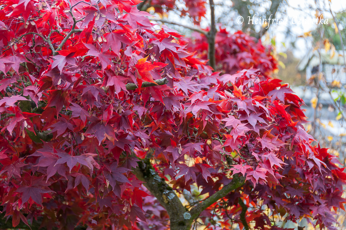 Der Fächerahorn 'Osakazuki' (Acer palmatum var. heptalobum ) färbt sich im Herbst leuchtend rot.