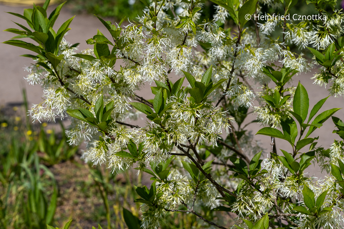 Virginischer Schneeflockenstrauch (Chionantus virginicus) mit feinen weißen Blüten