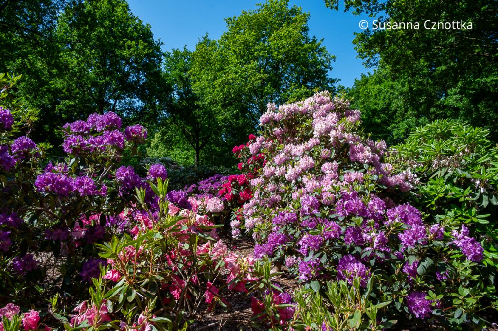 Rhododendronpark und Botanischer Garten Bremen  Einfach Garten