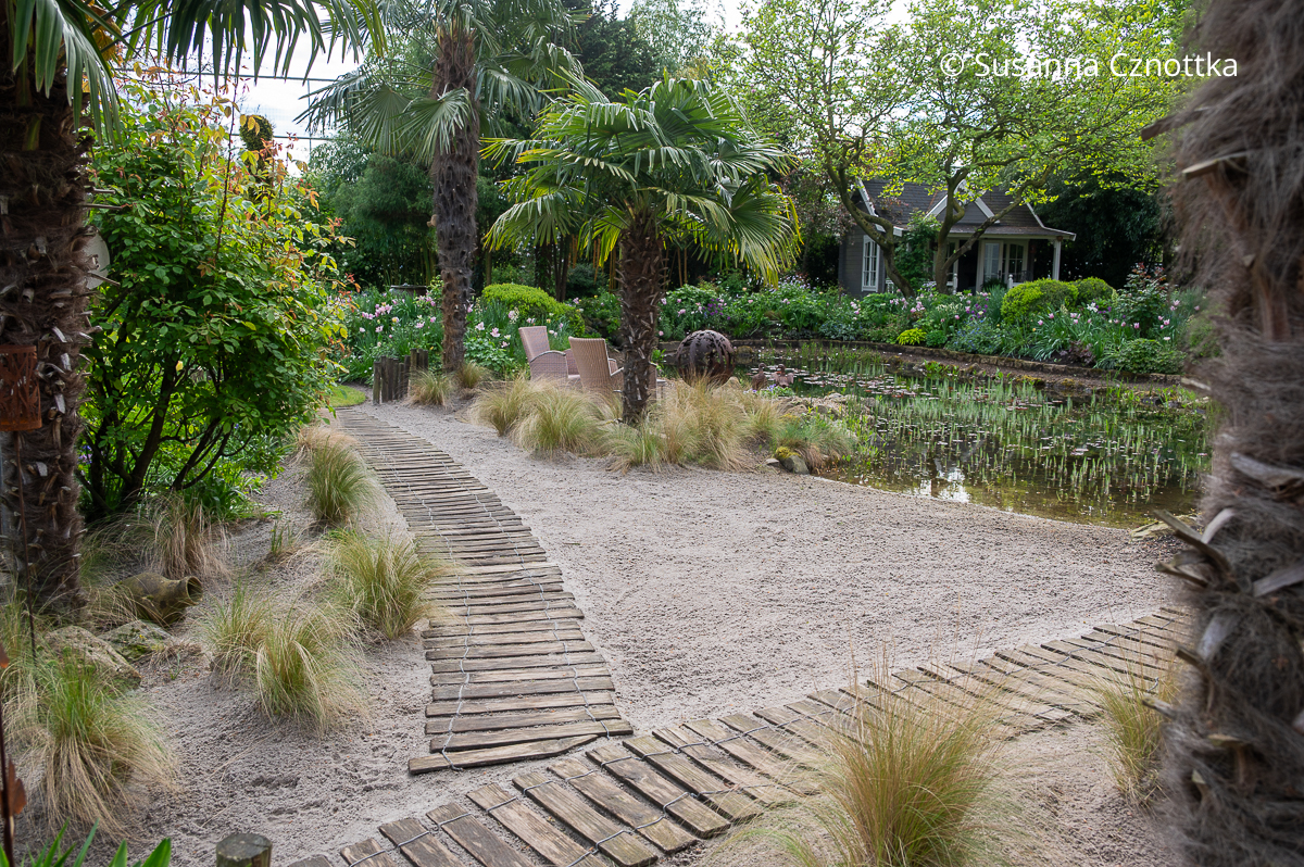 Mediterrane Wirkung: Zartes Federgras (Nassella tenuissima) und Palmen in einer Sandfläche am Teich Mediterrane Wirkung: Zartes Federgras (Nassella tenuissima) und Palmen in einer Sandfläche an einem Teich