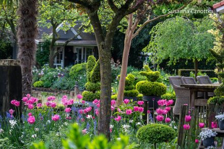 Blick in den Brooker Garden:Pinke Tulpen mit blauen Hasenglöckchen und weißen Narzissen
