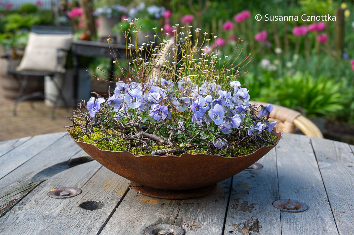 Nördlicher Mannsschild (Androsace septentrionalis) und Horn-Veilchen (Viola cornuta)