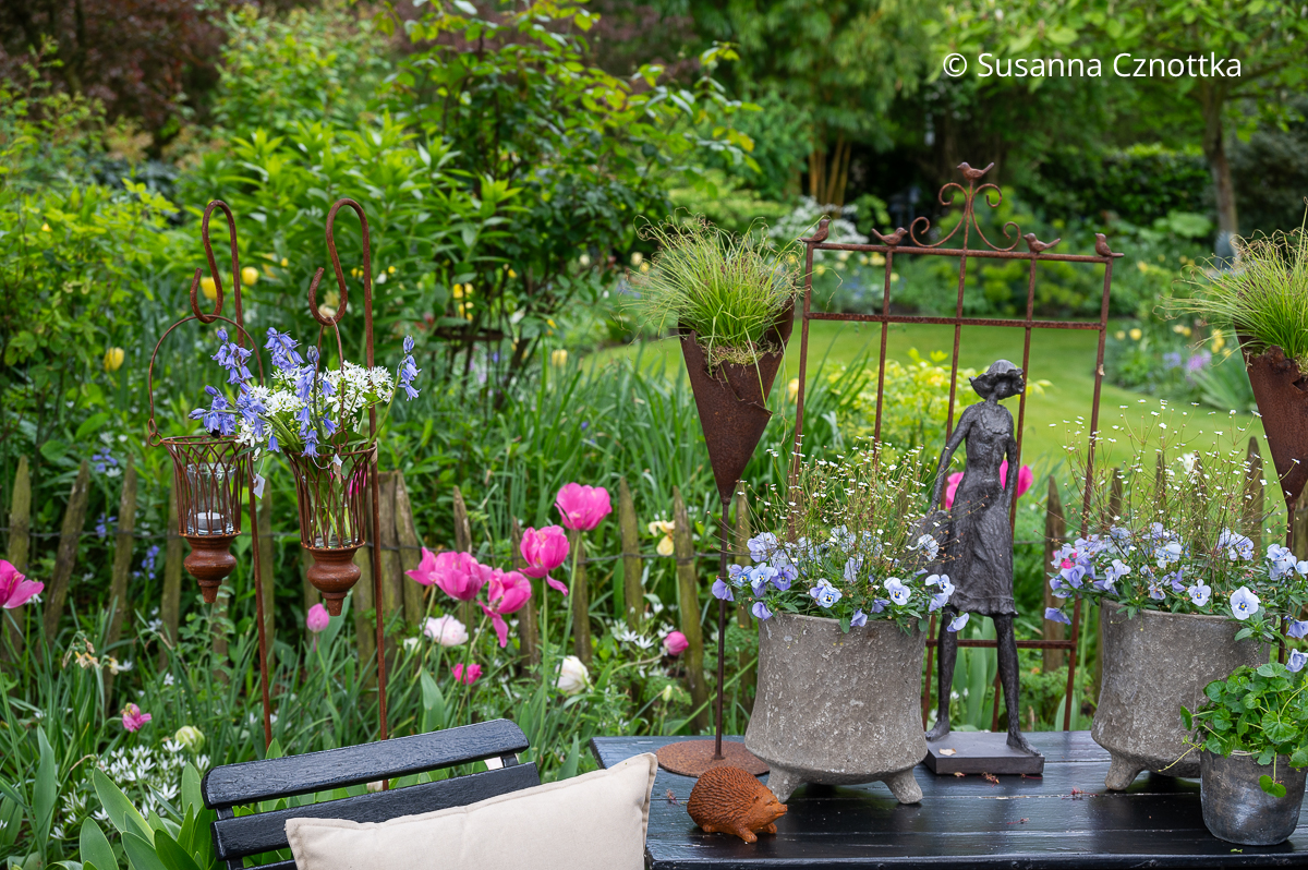 Nördlicher Mannsschild (Androsace septentrionalis) und Horn-Veilchen (Viola cornuta) in Töpfen
