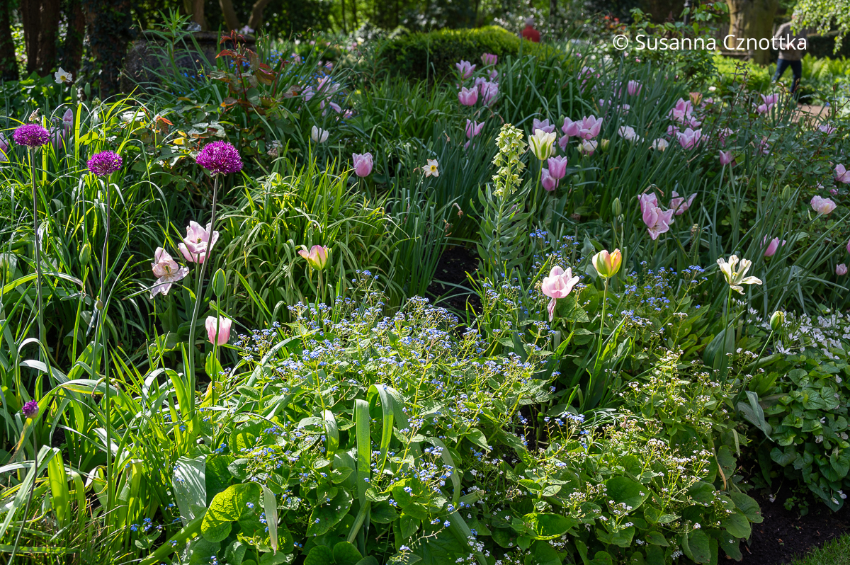 Tulpen in Weiß-Rosa, himmelblaue Blütenwolken des Kaukasus-Vergissmeinnichts (Brunnera macrophylla), und violetter Zierlauch (Allium)