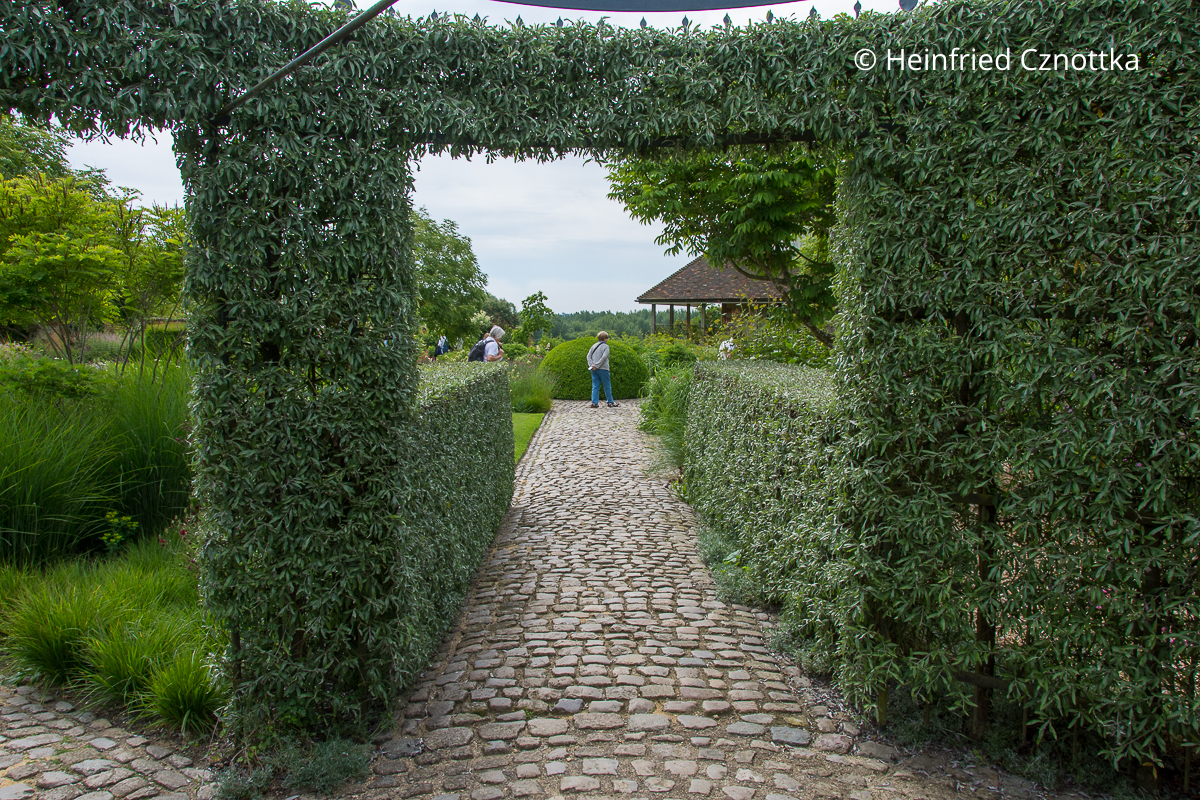 Eine halbhohe Hecke aus Weidenblättrigen Birnen (Pyrus salicifolia) Eine halbhohe Hecke aus Weidenblättrigen Birnen (Pyrus salicifolia) mündet in einen Pavillon