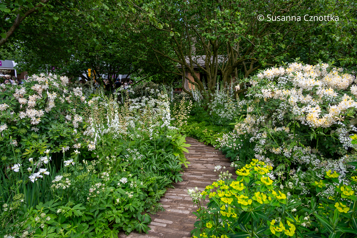 Ein weißer Garten mit Rhododendron, Fingerhut und Iris Ein weißer Garten mit Rhododendron, Fingerhut und Iris