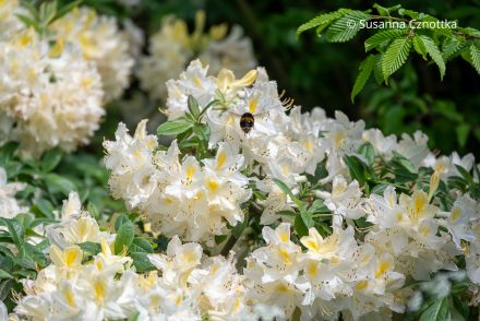 Eine Hummel an der sommergrünen Azalee (Rhododendron luteum) ‘Daviesii’ mit Blüten in sanftem Weiß mit hellgelbem Fleck