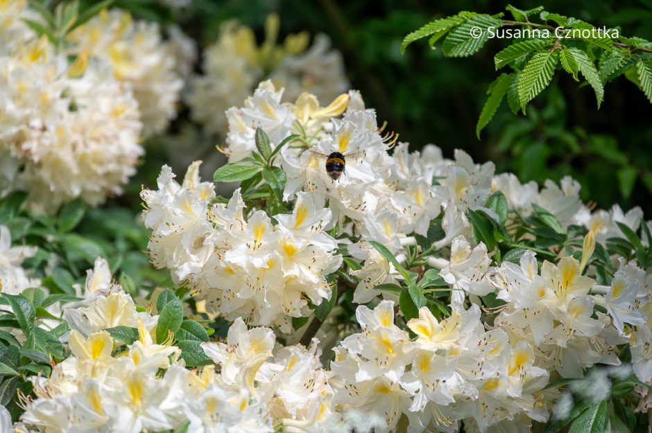 Eine Hummel an der sommergrünen Azalee (Rhododendron luteum) ‘Daviesii’ mit Blüten in sanftem Weiß mit hellgelbem Fleck