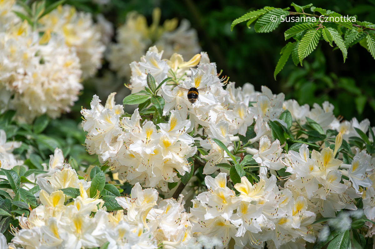 Eine Hummel an der sommergrünen Azalee (Rhododendron luteum) ‘Daviesii’ Eine Hummel an der sommergrünen Azalee (Rhododendron luteum) ‘Daviesii’ mit Blüten in sanftem Weiß mit hellgelbem Fleck