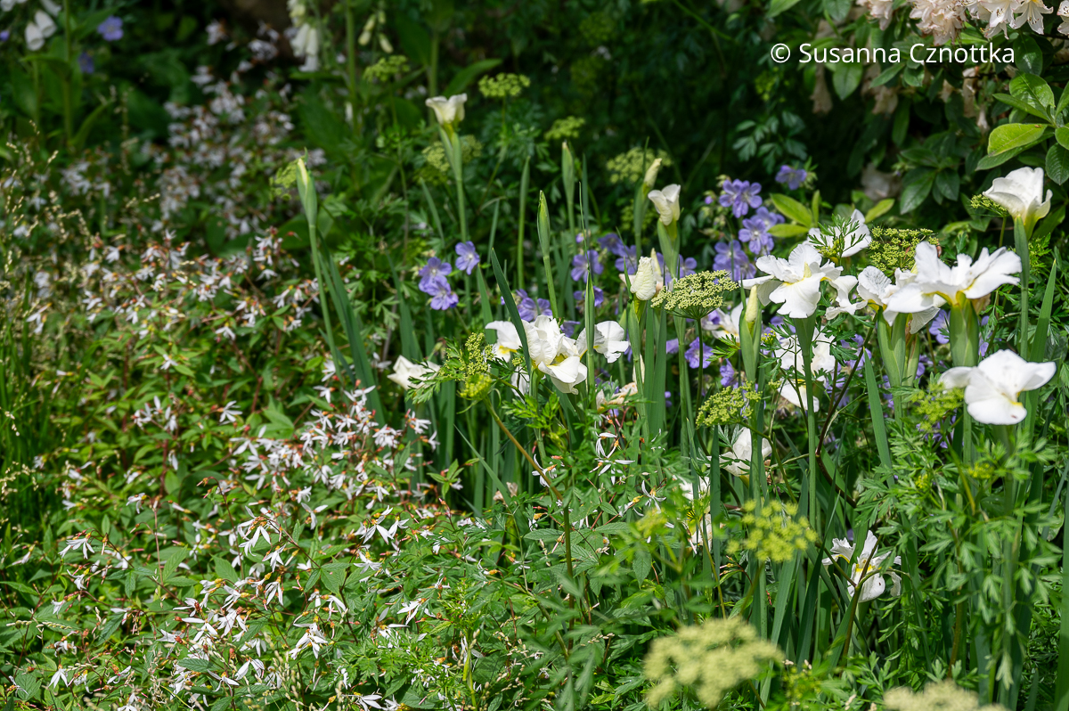 Hübsche Staudenkombination: (Geranium pratense) 'Mrs Kendall Clark', Dreiblattspiere (Gillenia trifoliata) und die weiße Wiesen-Iris 'White Swirl'