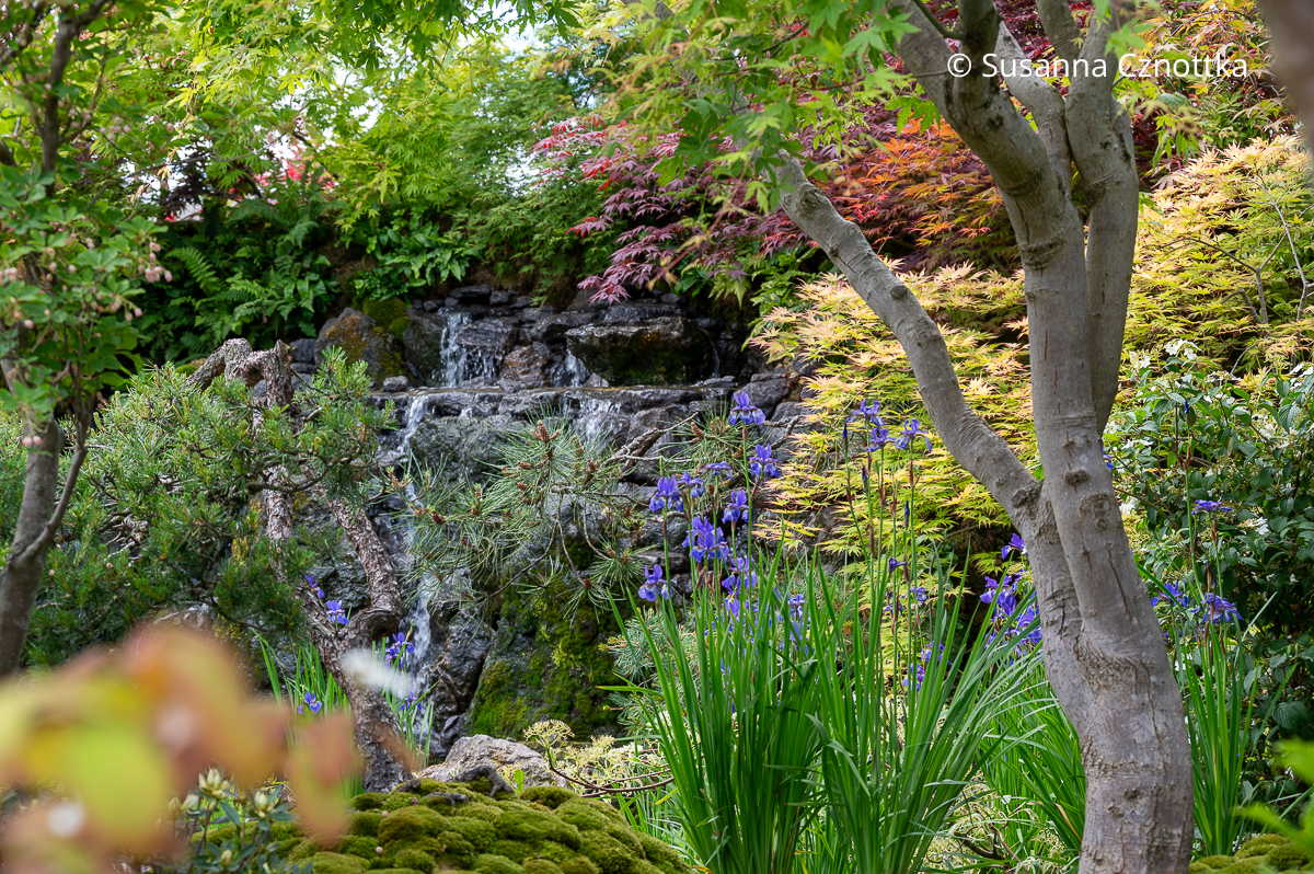 Chelsea Flower Show: Ein Japanischer Garten mit einem Wasserfall