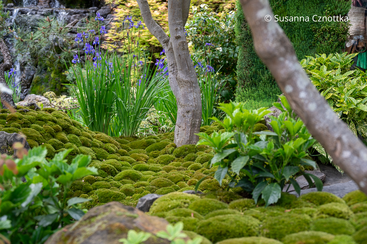 Bollenmoos statt Rasen im Japanischen Garten