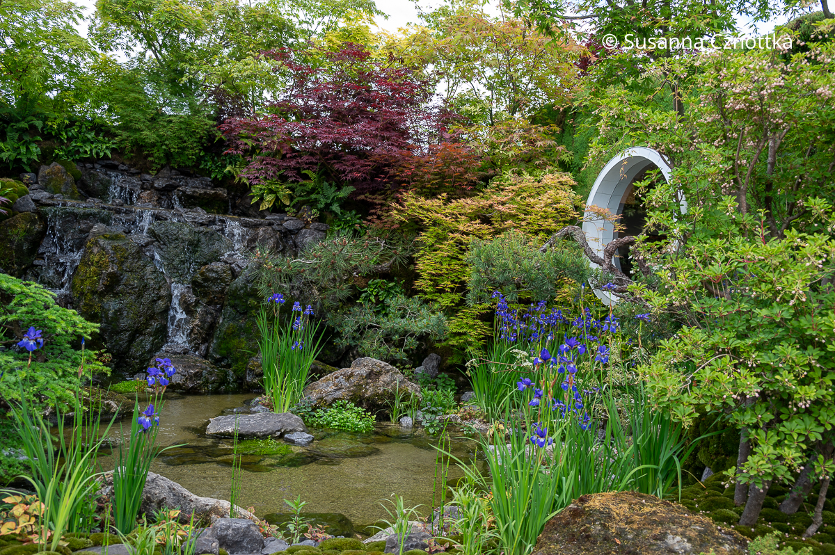 Blick in einen Japanischen Garten auf der Chelsea Flower Show