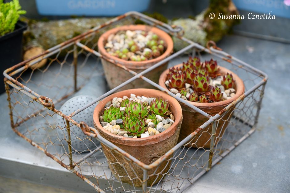 Gartendekorationen mit Hauswurzen (Sempervivum) Einfach Garten