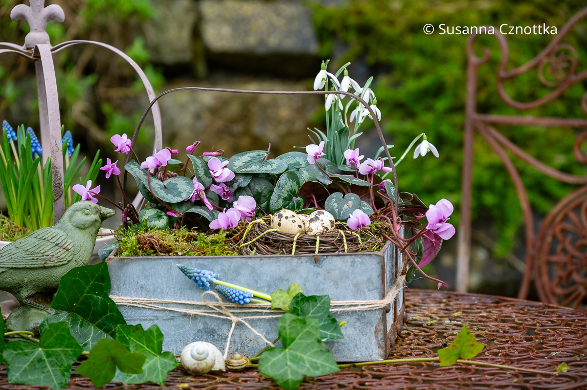 Frühlingsdekoration im Garten: Frühlings-Alpenveilchen (Cyclamen coum) mit Schneeglöckchen in einem Kistchen aus Metall