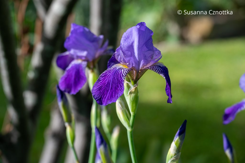 deutsche Schwertlilie (Iris x germanica)
