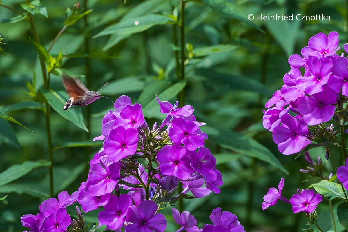 Taubenschwänzchen an den Blüten des Sommer-Phloxes (Phlox paniculata)