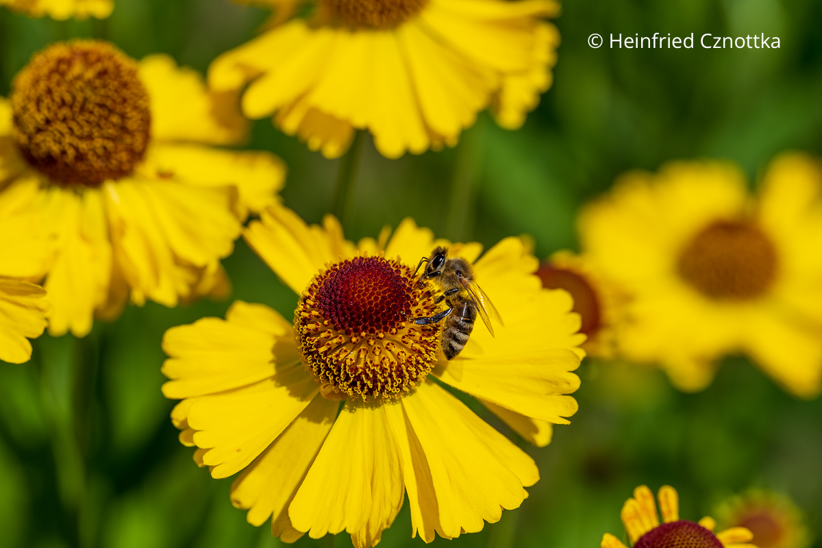 Biene auf einer Blüte der Sonnenbraut