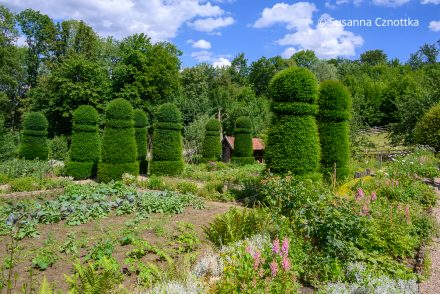 Stattliche Eibensäulen in einem dem 18. Jahrhundert nachempfundenen Bauerngarten
