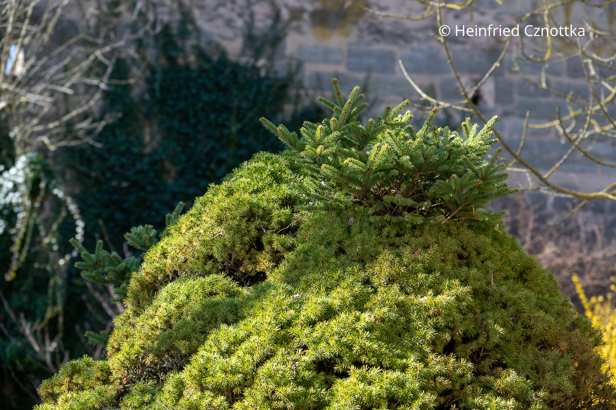 Eine Zuckerhutfichte mit Wildtrieben Eine Zuckerhutfichte mit Wildtrieben