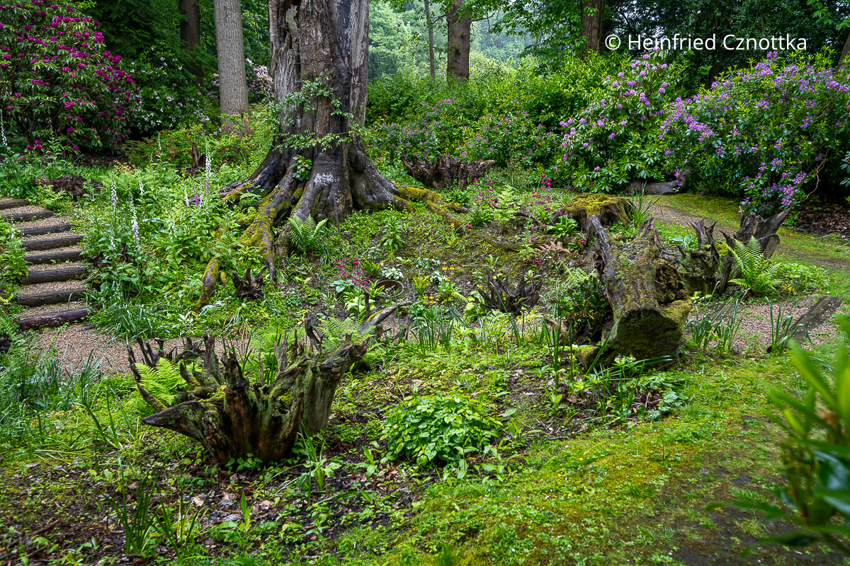 Die neu angelegte Stumpery im Waldgarten von Doddington Place Gardens