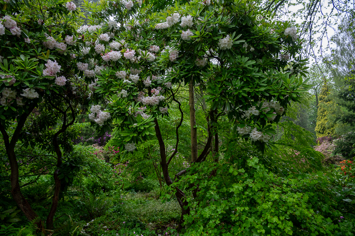 Ein riesiger aufgeasteter Rhododendron im Waldgarten von Doddington Place Gardens