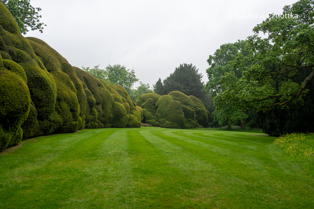Eibenhecke in uriger Form im Garten von Doddington Place in Südengland 